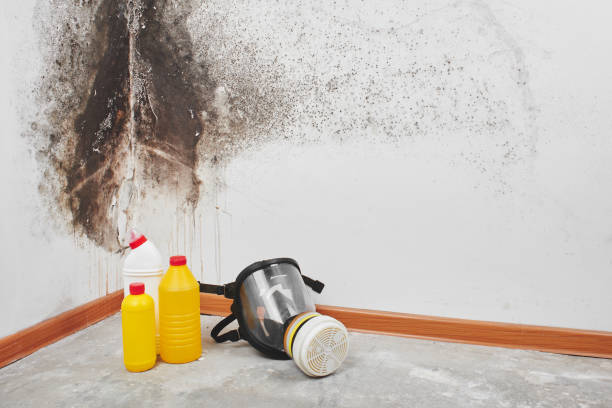 Best DIY Mold Remediation Support Services in Grandview, IL