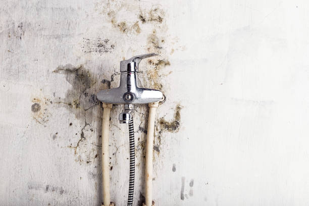 Best Post-Flood Mold Remediation in Grandview, IL