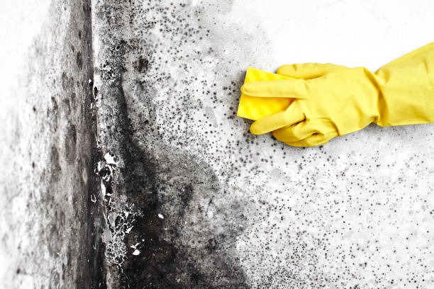 Best Crawl Space Mold Remediation in Grandview, IL