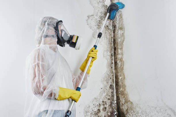 Best Emergency Mold Remediation in Grandview, IL