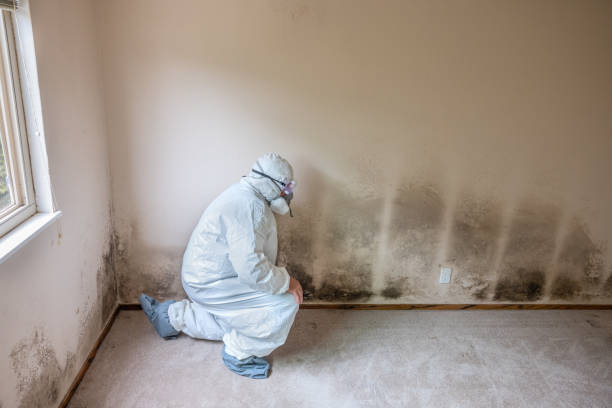 Grandview, IL Mold Remediation Company