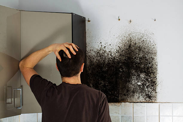 Best Kitchen Mold Remediation in Grandview, IL