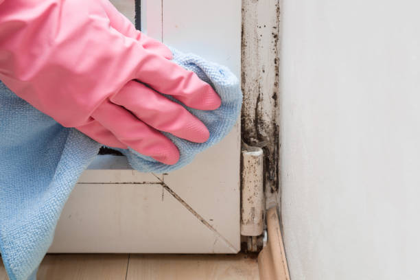 Best Attic Mold Remediation in Grandview, IL